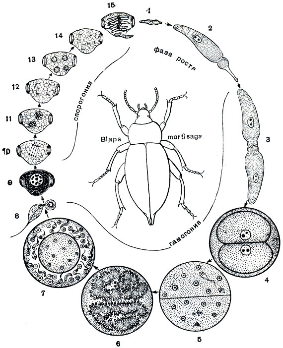 . 69.    Stylocephalus longicollis: 1-4 -     laps mortisaga; l - ; 2 - ; 3 -   ,  ; 4 -     ; 5-15 -   ; 5, 6 -   ,      (); 7 -  ; 8 -  ; 9 - ,   (); 10-14 -     (); 15 - ,   