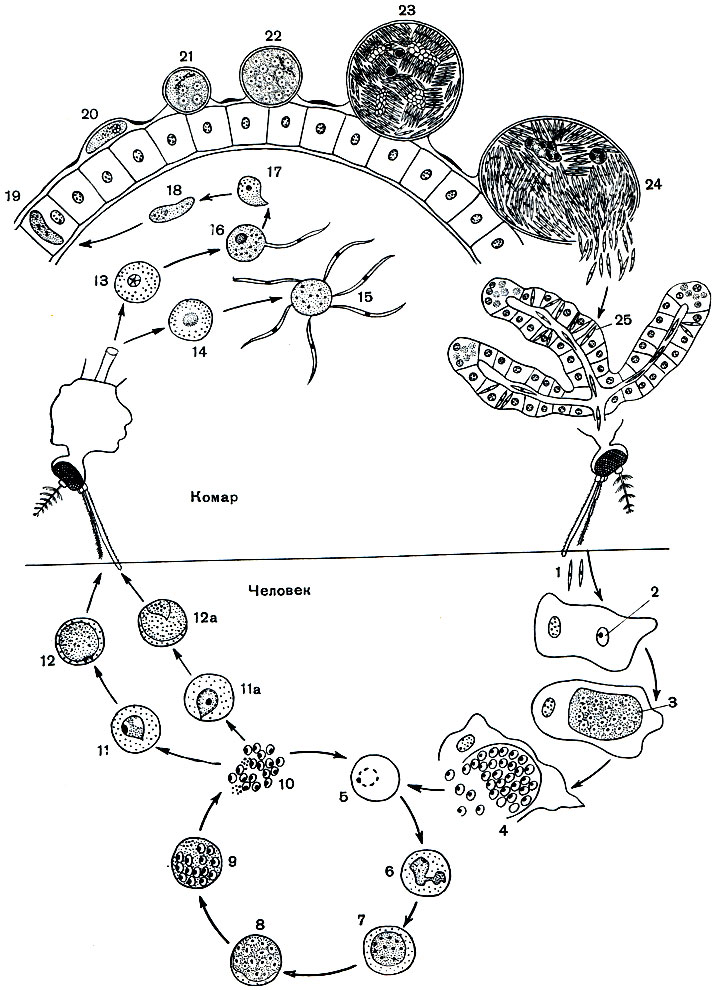 . 75.     Plasmodium vivax ( ): 1 - ; 2-4 -   ()    ; 2 - ,    ; 3 -     ; 4 - ,   ; 5-10 -   ()     (); 5 -     ;  -    ; 7,8 -    ,  ; 9 -    ; 10 -    ; 11 -  ; 11 -  ; 12 -  ; 12 -  ; 13 - ; 14 - ; 15 -  ; 16 -  -  ; 17 - ; 18 -   (); 19 - ,     ; 20 - ,          ; 21, 22 -     ; 23 -    ; 24 - ,   ; 25 -     