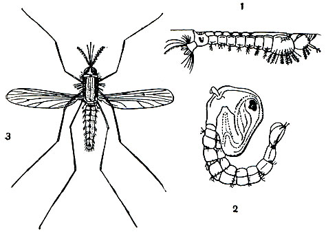 . 76.  Anopheles maculipennis,   : 1 -           ; 2 - ; 3 -  
