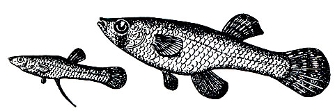 . 77.  Gambusia affinis.  ,  .  