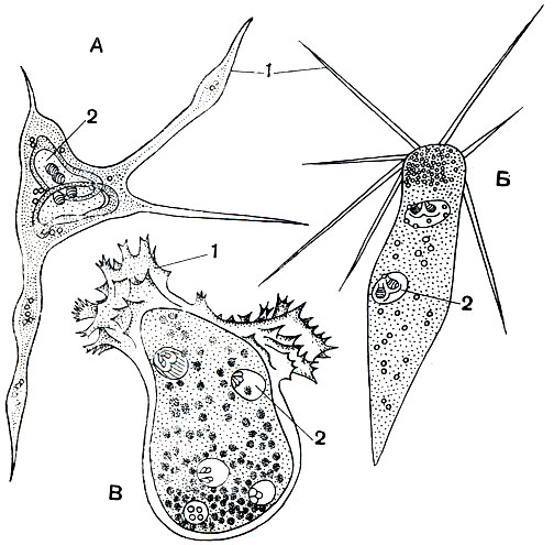 . 78.     :  - Ceratomyxa appendiculata;  - Leptotheca agilis;  - Chloromyxum leidigi. 1 - ; 2 -    