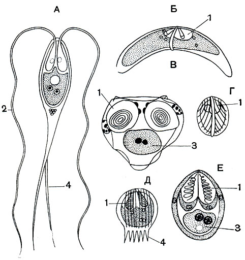. 80.   :  - Henneguya acerina;  - Geratomyxa truncata;  - Sinuolinea dimorpha;  - Sphaerospora divergens;  - Mitraspora cyprini; E - Myxobolus sp. 1 -  ; 2 -   ; 3 -    ; 4 -   