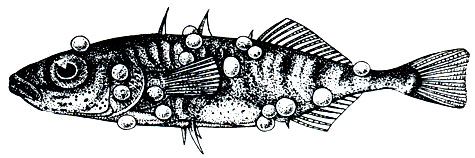 . 83.     - Glugea anomala  