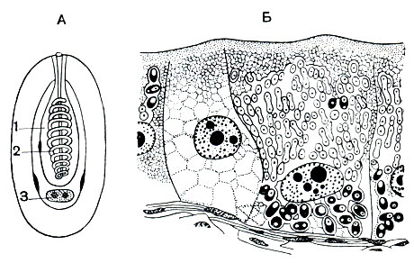 . 84.   Nosema:  -   Nosema bombycis;  -      ,    . 1 -  ; 2 -   ; 3 -   