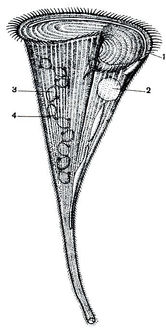 . 92.   (Stentor coeruleus)   : 1 -  ()  ; 2 -  ,       ; 3 -  ; 4 - 