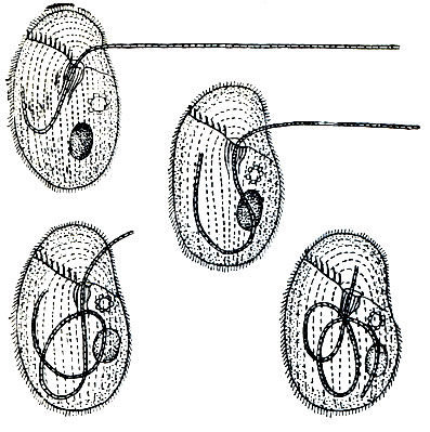 . 96.   (Didinium nasutum),   