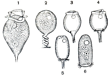 . 98.   Vorticella: 1 -  () ; 2 -   ; 3 -   ; 4 -  ; 5 - 