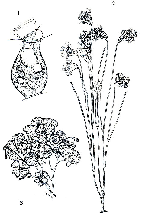 . 99.   Vorticella microstoma: 1 -     ,   ; 2 -        ; 3 - 6 -    