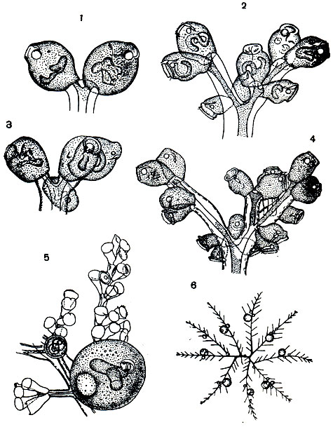 . 101.    Zoothamnium arbuscula.          -  ()