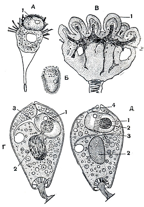 . 104.      :  - Paracineta patula,   ;  -   Paracineta patula;  -    Ephelota gemmipara;  -   Tocophrya cyclopum,        ;  -  ,         . 1 - ; 2 - ; 3 -  ;, 4 -   
