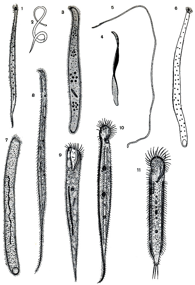 . 106.    ,      (   ): 1,2 - Trahelonema grassei; 3,4 - Centrophorella grandis; 5 - Centrophorella fasciolata; 6 - Helicoprorodon multinucleatum; 7 - Pseudoprorodon arenicola; 8 - Remanella caudata; 9 - Condylostoma remanei; 10 - Uroleptus rattulus; 11 - Strongilidium arenicolus
