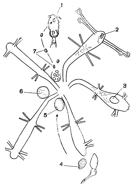 . 107.    Spirophrya subparasitica: 1 -     ( ); 2- ,  ; 3 -     ; 4-6 -          ; 7 -     (),        