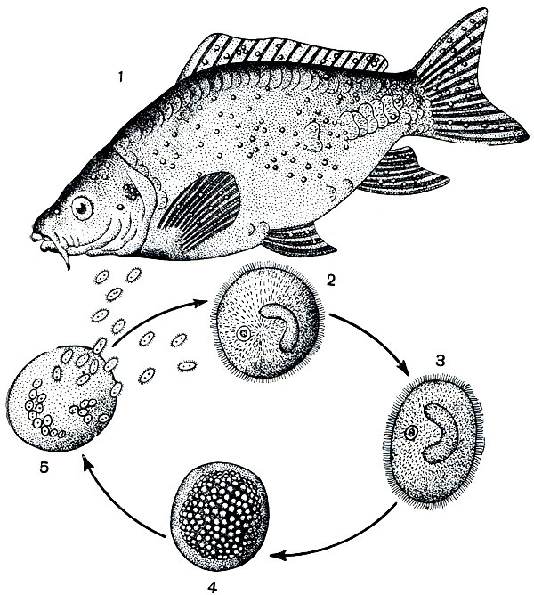 . 108.   Ichthyophthirius multifiliis: 1 - ,  ; 2 -     ; 3 - ,  ; 4 -  ; 5 -    