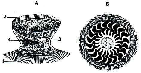 . 109.  :  - Trichodina pediculus ;  -   Trichodina domerguei. 1 -   ; 2 -  () ; 3 -  ; 4 - 