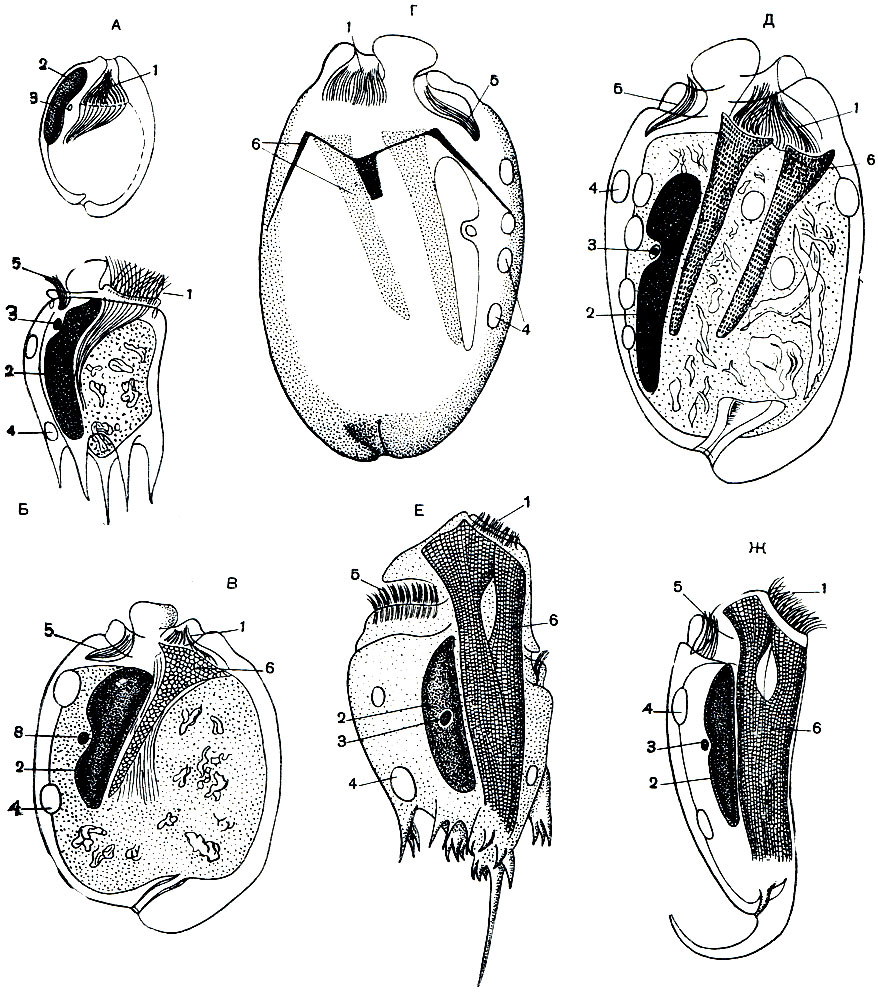 . 110.   Ophryoscolecidae   :  - Entodinium simplex;  - Anoplodinium denticulatum;  - Eudiplodinium neglectum;  - Polyplastron multivesiculatum   ;  -     ;  - Ophryoscolex caudatus;  -  Epidinium ecaudatum. 1 -   ; 2 -   (); 3 -   (); 4 -  ; 5 -   ; 6 -  
