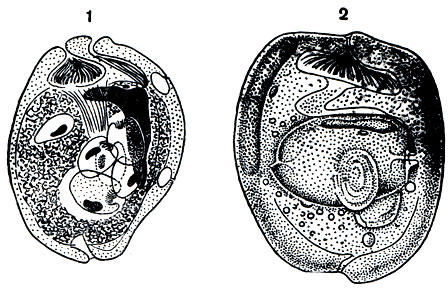 . 112.    Ophryoscolecidae: 1 - Anoplodinium costatum,     Entodinium; 2 - Entodinium vorax,  Entodinium simplex