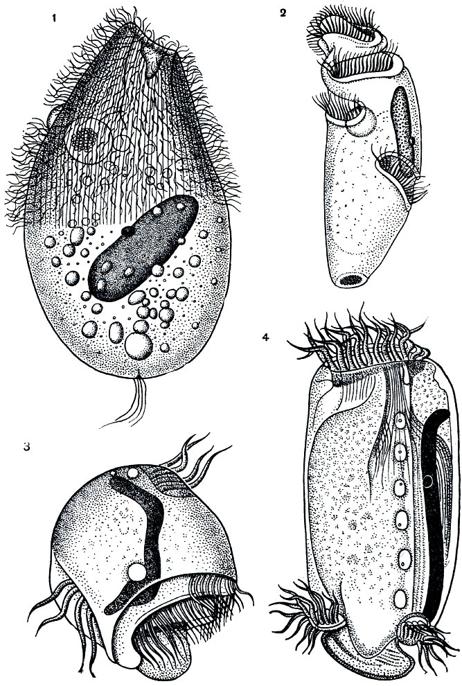 . 113.    : 1 - Blepharoprosthium pireum ( Holotricha); 2 - Spirodinium equi ( Entodiniomorpha); 3 - Triadinium galea ( Entodiniomorpha); 4 - Gycloposthium bipalmatum ( Entodiniomorpha)
