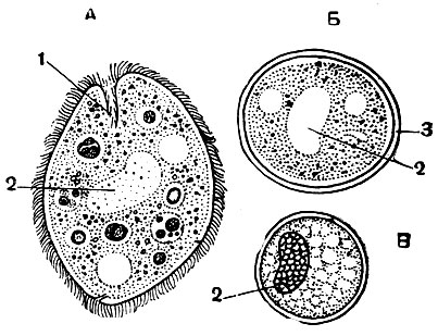 . 116. Troglodytella gorillae - ,    