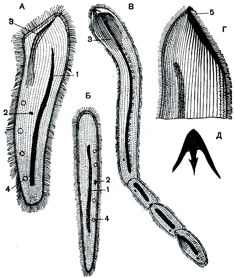 . 117.    Astomata:  - Mesnilella maritui; -Anoplophrya teleuscolicis;  -Radiophrya hoplites     ;  -  ,     ;  -   . 1 - ; 2 - ; 3 -  ; 4 -  