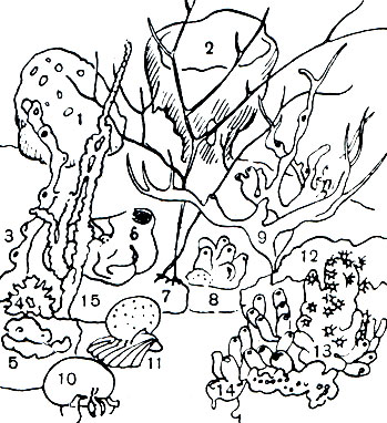  5.      :1 -  (Cliona); 2 - Calyx; 3 - Siphonochalina; 4 - Acanthella; 5 - Chondrilla; 6 -  (Geodia)     ; 7 - Raspailia; 8 - Halichondria; 9 - Siphonochalina; 10 -   (Suberites domuncula)  -; 11 -   (Tethya aurantium); 12 - Hymedesmia; 13 - Axinella      (Parazoanthus axinellae); 14 - Haliclona; 15 - Axinella