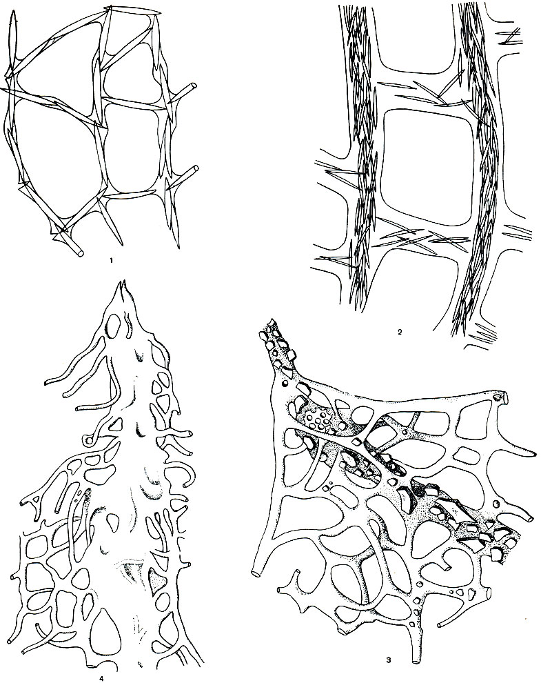 . 128.     : 1 - Haliclona gracilis; 2 - Haliclona schmidti; 3 - Dysidea palescens; 4 - Spongia officinalis