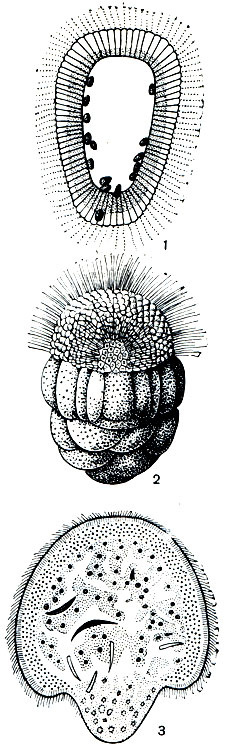 . 129.  : 1 -    Clathrina reticulum ( );   ,    ; 2 -  Sycon raphanus ( ); 3 -    rona plumosa ( ),      