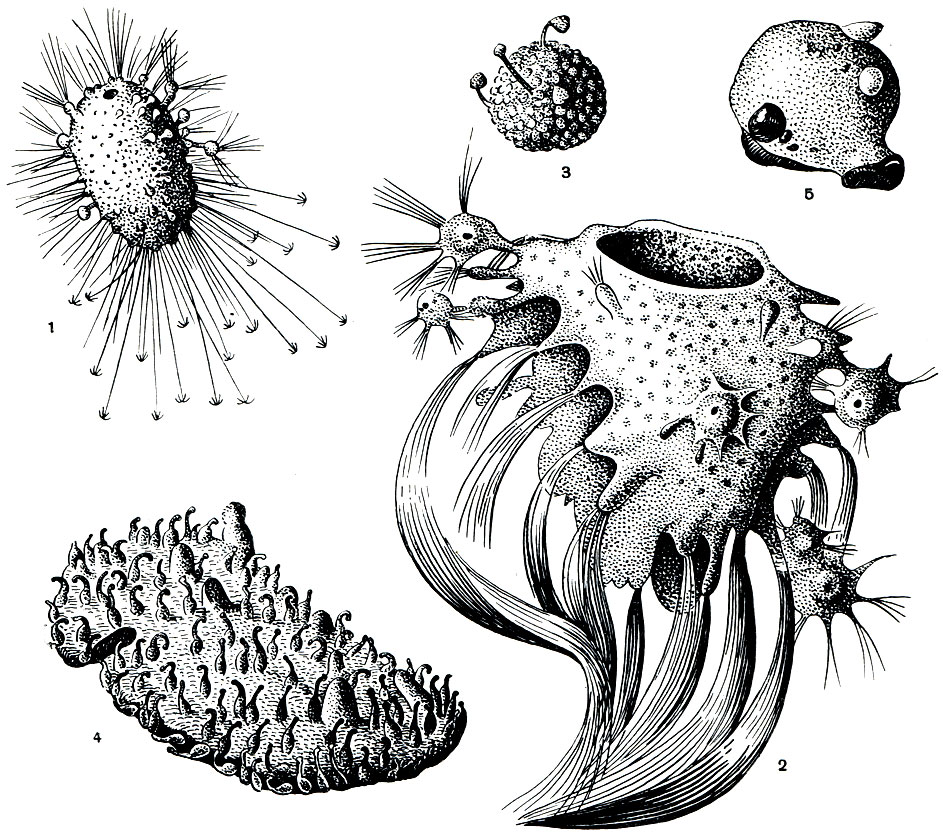 . 130.     : 1 - 5 -         (   - lyx ijimae, Polylophus pliilippiensis     - Tethya aurantium, Polymastia mammillaris, Polymastia kurilensis)