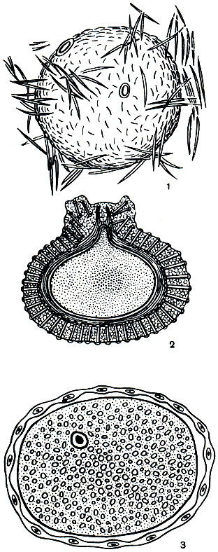 . 131.      ( ): 1 -  (Spongilla lacustris)         ; 2 -   (Ephydatia blembingia),    ,  ,        ; 3 -    (Baika-lospongia bacillifera)     ,       ,      ,  ;   