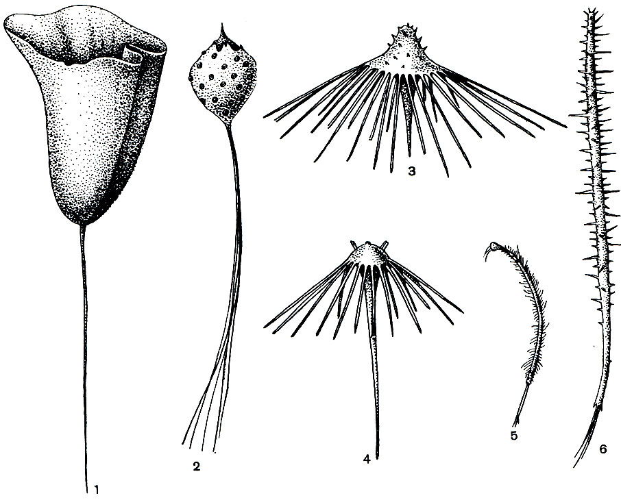 . 133.  : 1,2 -   (Hyalostylus dives, Hyalonema elegans); 3-6 -   (Cladorhiza longipinna, Axoniderma mirabile, Asbestopluma sp., Cladorhiza rectangularis)