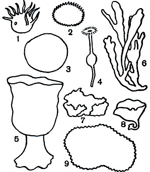  7. .  : 1 - Polymastia corticata; 2 - Tetilla cranium; 3 -  (Geodia macandrewii); 4 - Disyringa dissimilis; 5 -   (Poterion neptuni).  : 6 -   (Lubomirskia baikalensis); 7 -   (Halichondria panicea); 8 - Semisuberites arctica; 9 -   (Hircinia variabilis)