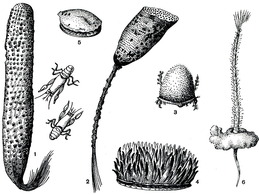 . 134.     : 1 -   Euplectella oweni          Spongicola venusta; 2 -   (Hyalonema indicum),        (Palythoa); 3 -  Dysidea fragilis,      Pisa gibbsi; 4 -  Halichondria sitiens    ; 5 -   (Myxilla parasitica),      Chlamis; 6-   Cryptospongia enigmatica,      Potamilla symbiotica