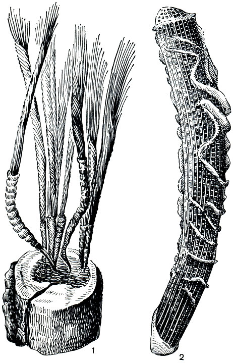 . 137. 1 - ,        (Hyalonema sieboldi); 2 -     (Euplectella aspergillum)