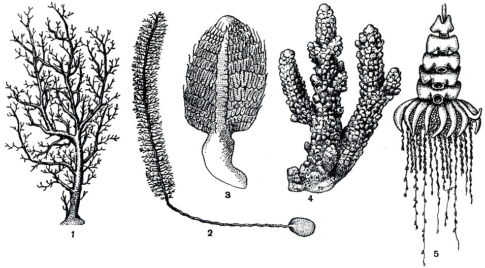 . 138.    . 1 -   (Eudendrium); 2 -   (Thuiaria); 3 -    (Pennatula); 4 -   (ropor); 5 -   (Physophora)