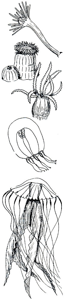 . 139.   .  :    (Hydractinia),    (Actinia),   (Corallium),   (Bythotiara),    (Chrysaora)