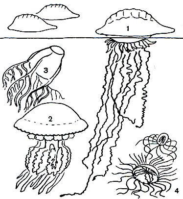  8.  : 1 - ' ' (Physalia); 2 -  (Rhizostoma); 3 -  (Ghirodropus); 4 -  (Gonionemus)