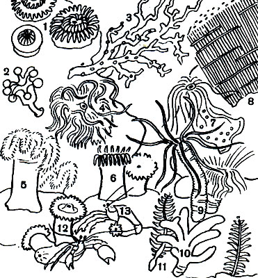  9.      : 1 -   (Actinia equina); 2 -    (Lucernaria