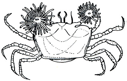 . 154. ,      (Bunodeopsis,  )
