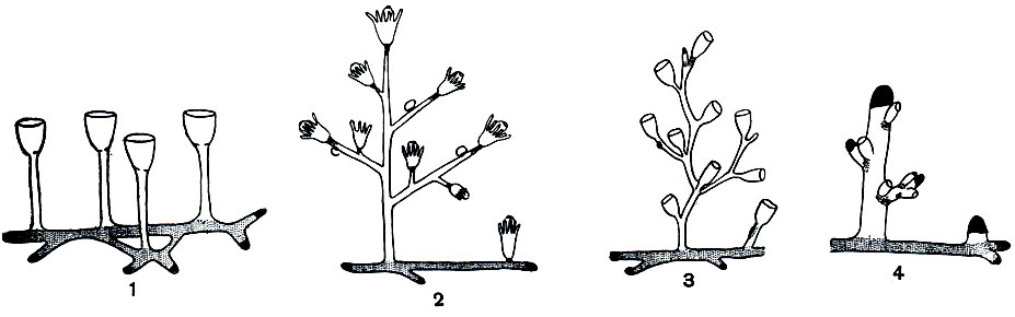 . 152.       (   ): 1 -  ; 2 -      ; 3 -  ; 4 -        .    ,  -  