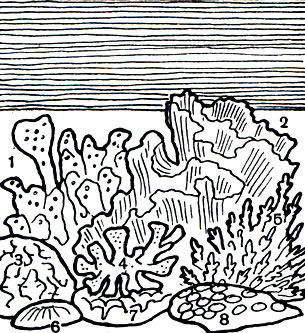  10.      : 1 -  (Pocillopora); 2 -  (Tridacophyllia); 3 -  (Pavona); 4 -  (Porites); 5 -  (ropor); 6 -   (Fungia); 7 -  (Sarcopliytum); 8 -  (Favia)