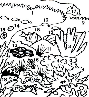 . 11.    . : 1, 2, 3, 7 -    (ropor); 4 -  (Pocillopora); 5 -  (Montipora); 6 -  (Lobophyllia); 8 - Goenopsammia.  : 9 -  (Protoreacter); 10 -  (Acanthaster). 11 -  :  (Diadema setosum); 12 -  (Heterocentrotus mammilatus).: 13 -   ( tigris); 14 -   ( arabica); 15 -   (Trochus niloticus); 16 -  (Tridacna crocea). : 17 -  (Heniochus macrolepidotus);18 -  (Daya); 19 -  (Pomacenorus); 20 - - (Haetodon)