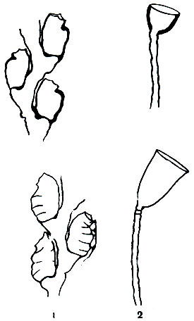 . 159.  ()    : 1 -   (Sertularella rugosa); 2 -  (Campanularia)