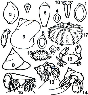  12. ,   . : 1 -   ( arabica); 2 -   ( tigris); 3 - - (Monetaria moneta); 4 - - (Monetaria annulus); 5 -    (Monetaria caputserpentis); 6 -   (Conus textile); 7 -   (Conus hebraeus); 8 -   (Trochus niloticus); 9 -   (Turbo marmoratus); 10 -  (Elysia); 11 -  (Chromodoris). : 12 -  Atergates; 13 - - Dardanus; 14 - - Calcynus; 15 - - Pagurus   Conus betuloidas. : 16 -   Echinometra matthaei; 17 -   Tripneustes gratille