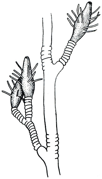 . 168.  (Cordylophora)