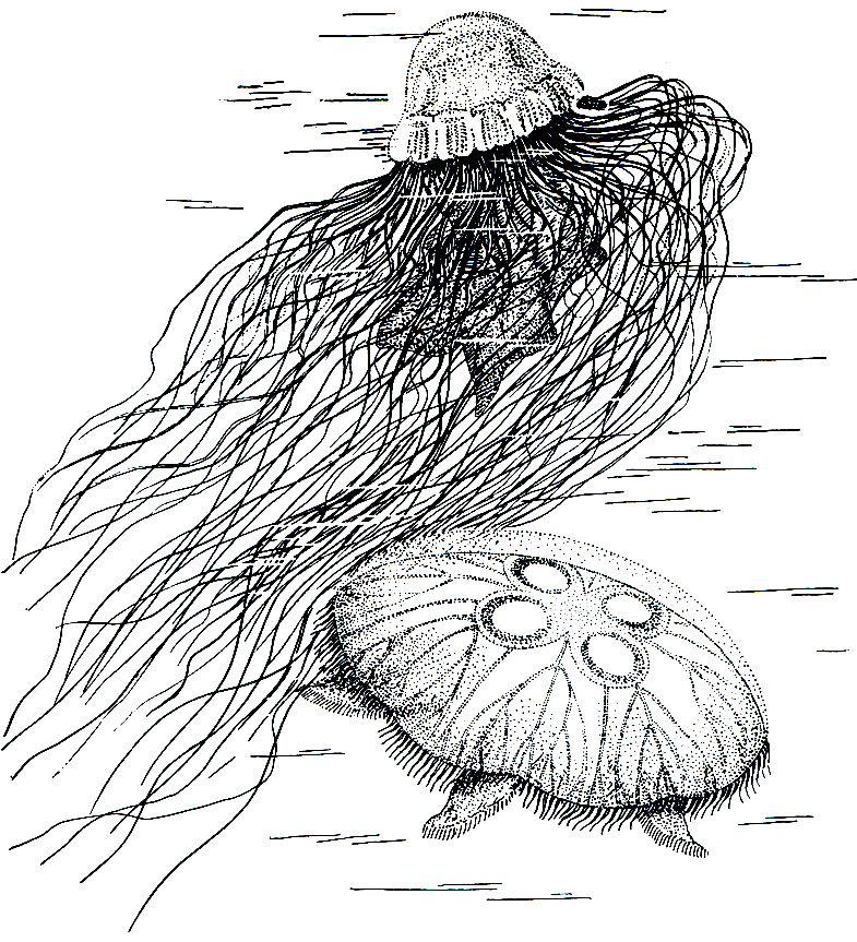 . 171.    (Cyanea)   (Aurelia)
