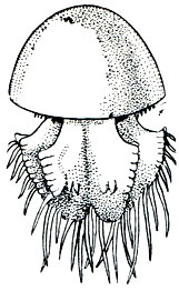 . 172.   (Rhopilema esculenta)