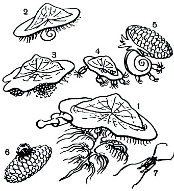  13.  (Velella)   : 1 -        (Planes)        (Le-pas fasciculatus)    (Glaucus);2-          (Janthina); 3 -     ; 4 -      ; 5 -  ,    ; 6 -    ,  ; 7 - - (Halobates)