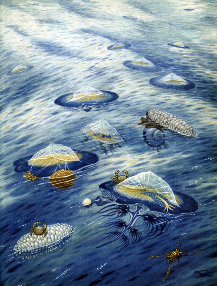  (Velella)   