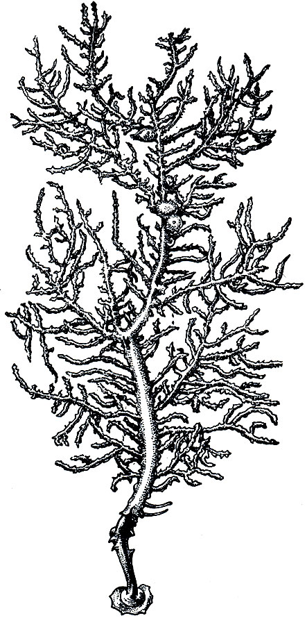 . 174.    (Leptogorgia)