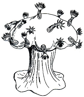 . 175.       (Anthomastus)