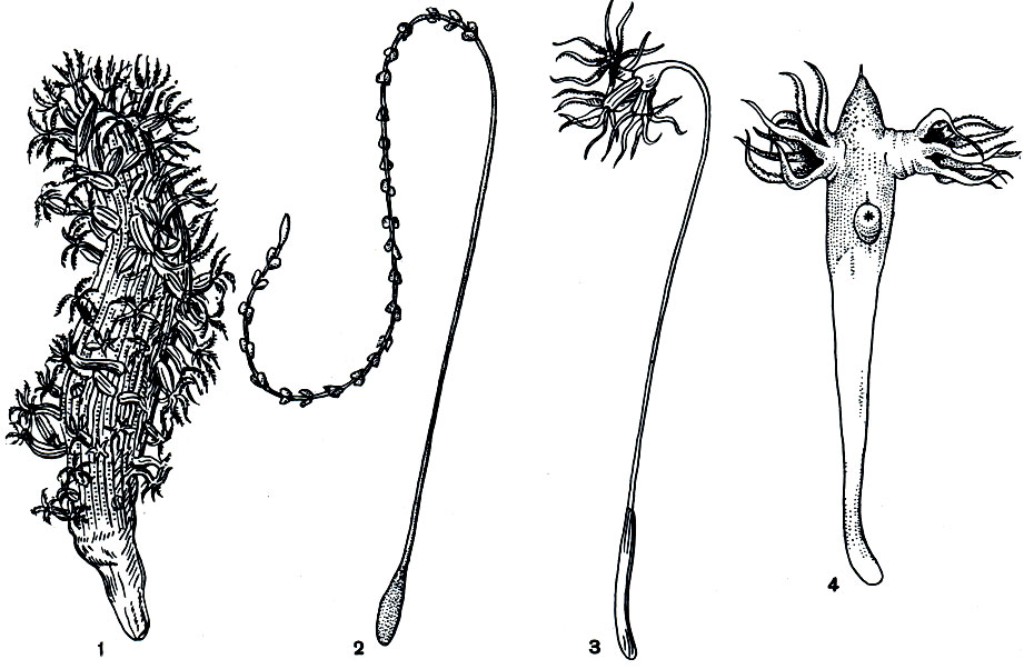 . 176.  :1 -  (Veretillum); 2 -  (Virgylaria); 3 -  (Umbellula); 4 -  (Kophobelemnon)